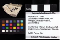 Foto (Objket + Etiketten) von Goniodromites bidentatus (Reuss, 1858) 